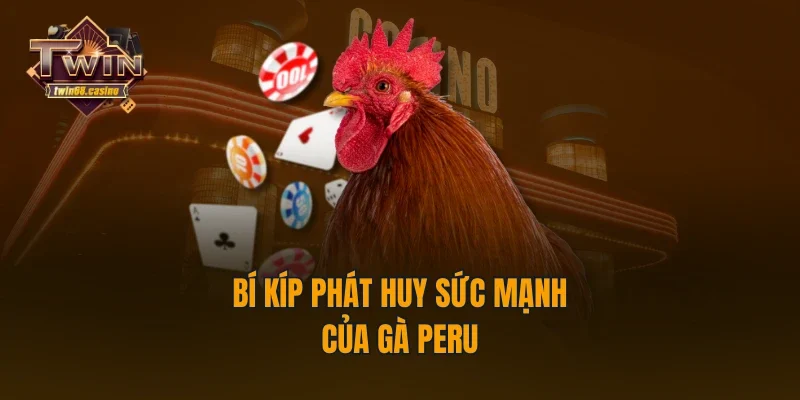 Bí kíp phát huy sức mạnh của gà Peru