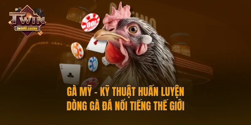 Gà Mỹ - Kỹ Thuật Huấn Luyện Dòng Gà Đá Nổi Tiếng Thế Giới