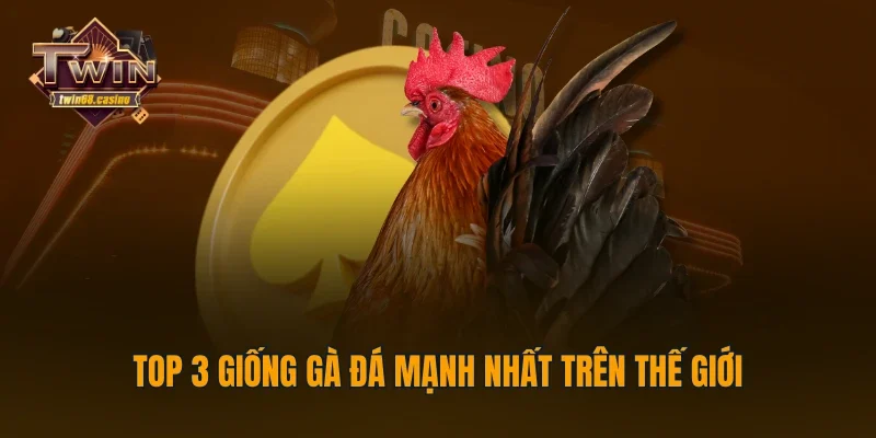 Top 3 giống gà đá mạnh nhất trên thế giới