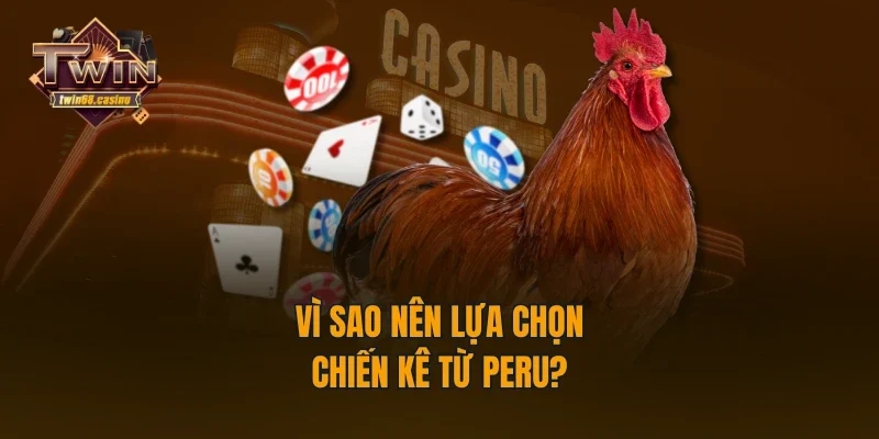 Vì sao nên lựa chọn chiến kê từ Peru?